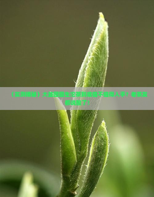 大益团圆生沱茶怎么样