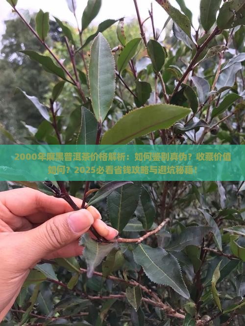 2000年麻黑普洱茶价格