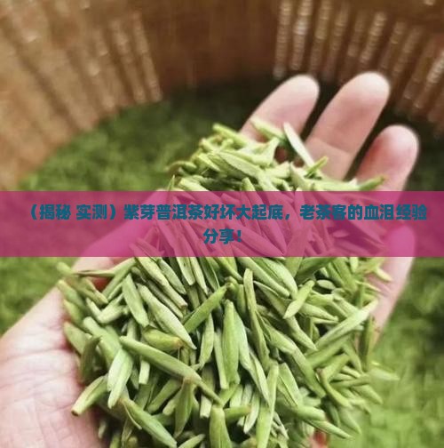 紫芽普洱茶好坏