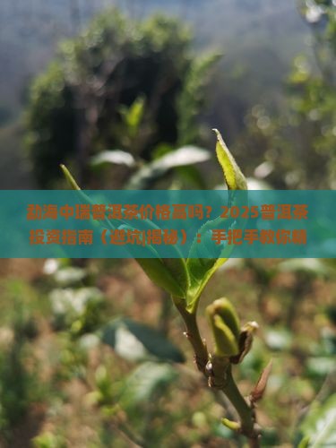 勐海中瑞普洱茶价格