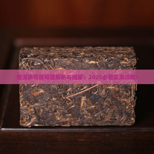 普洱茶膏酵母菌
