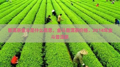 普洱茶金斗是什么意思