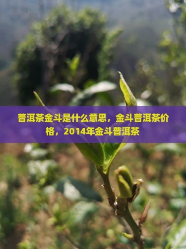 普洱茶金斗是什么意思