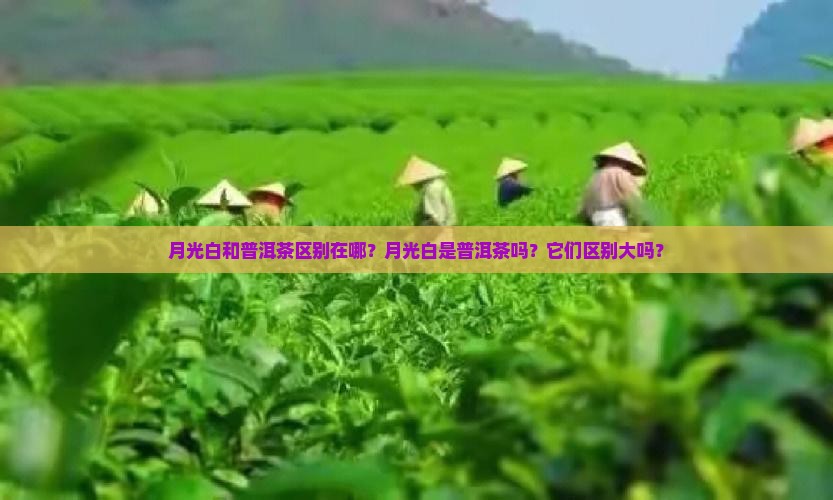 月光白和普洱茶区别