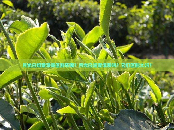 月光白和普洱茶区别