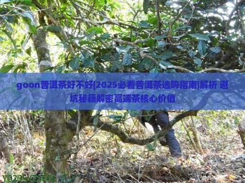 goon普洱茶好不好