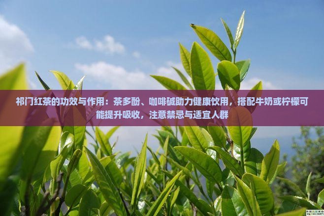 祁门红茶的功效与作用