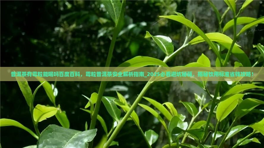 普洱茶有霉粒能喝吗百度百科