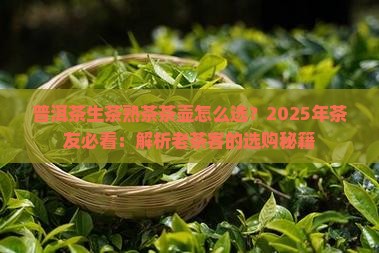 普洱茶生茶熟茶茶壶