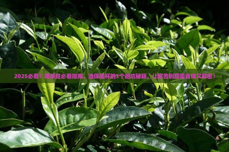 喝茶用哪种保温杯好