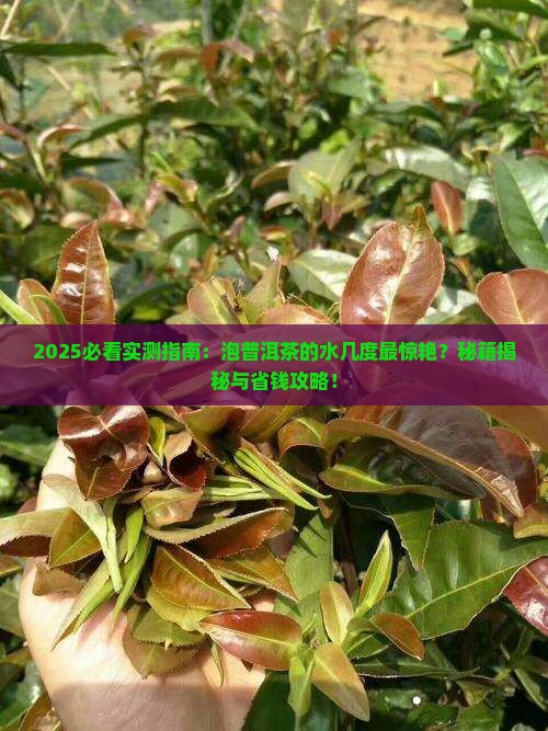 泡普洱茶的水几度合适