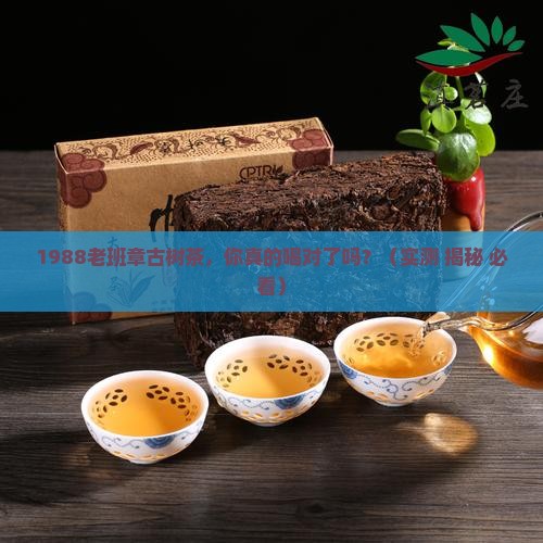 一九八八年老班章古树热茶