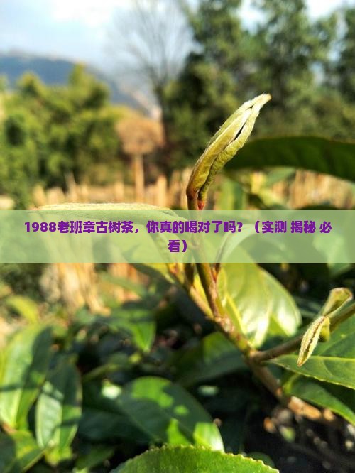 一九八八年老班章古树热茶