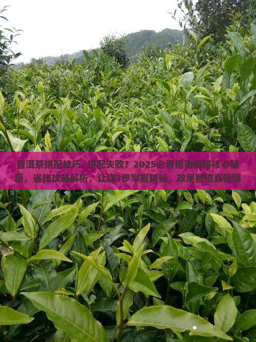普洱茶拼配技巧
