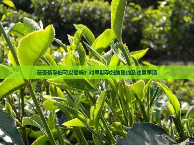 茯苓茶孕妇可以喝吗 茯苓茶孕妇可以喝吗