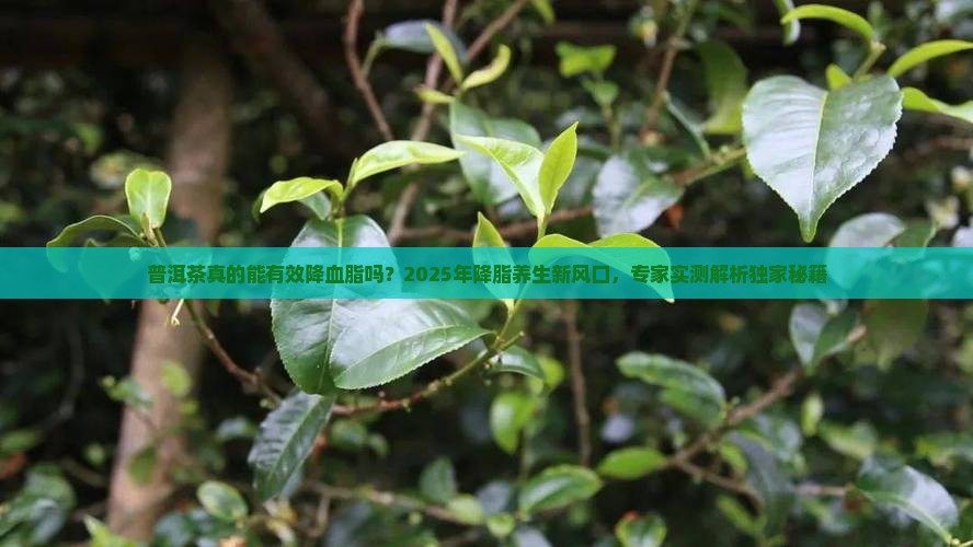 普洱茶降血脂明显