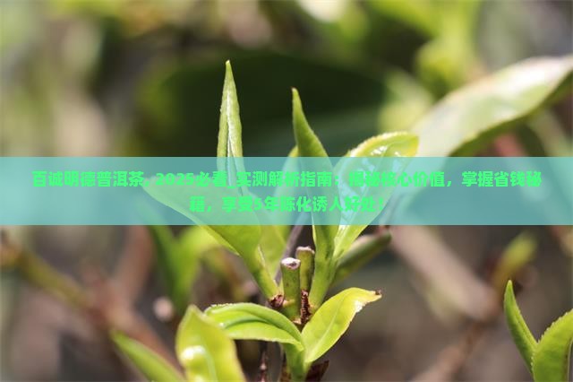 百诚明德普洱茶