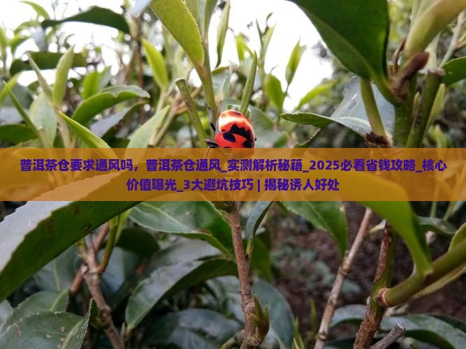 普洱茶仓要求通风吗
