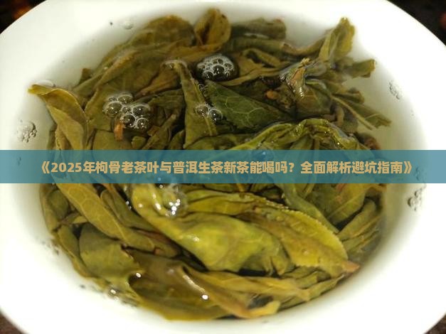 枸骨老茶叶普洱生茶新茶可以喝吗