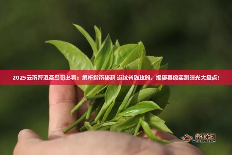 云南普洱茶鸟哥
