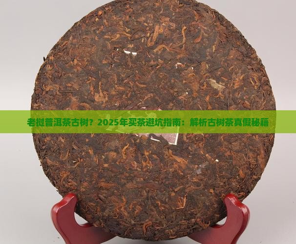 老挝普洱茶古树