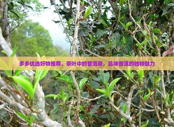 拼多多茶叶推荐