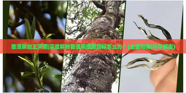 普洱茶加工灭菌