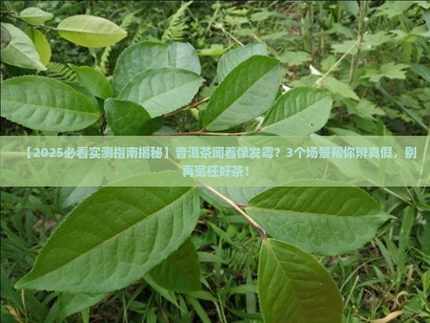 普洱茶味道有点像发霉了