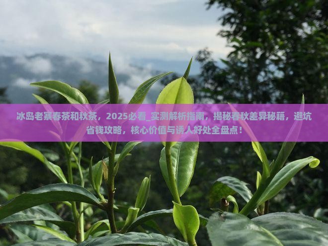 冰岛老寨春茶和秋茶