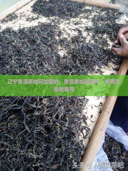 辽宁普洱茶如何加盟的