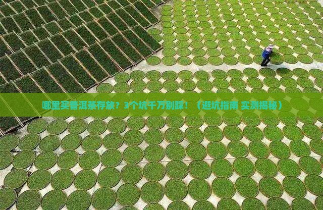 哪里买普洱茶存放