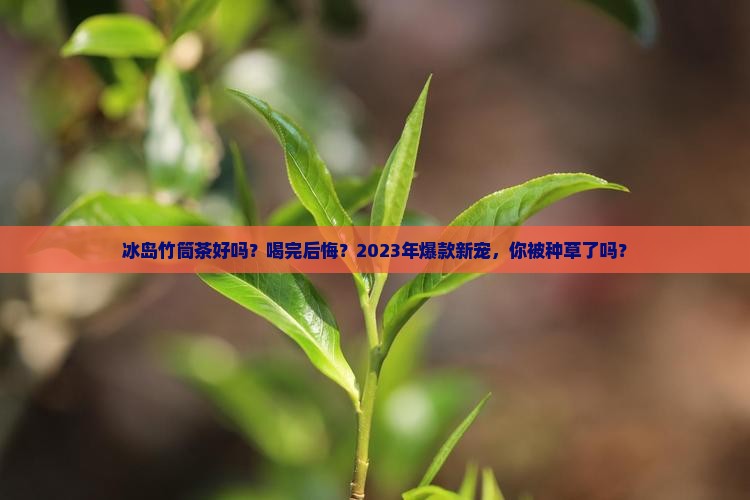 冰岛竹筒茶好吗