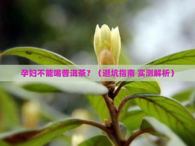 什么人不能喝普洱茶 什么人不能喝普洱茶