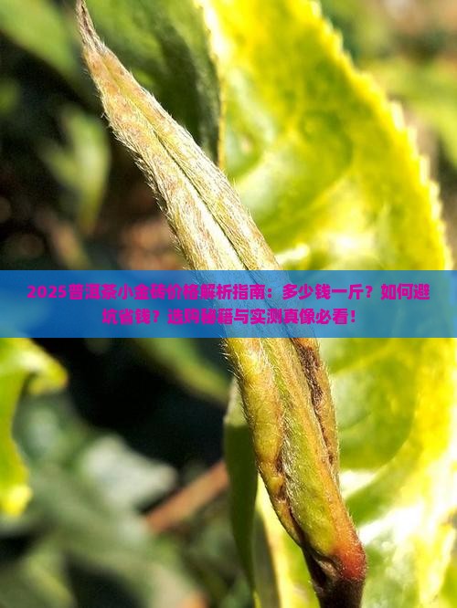 普洱茶小金砖多少钱