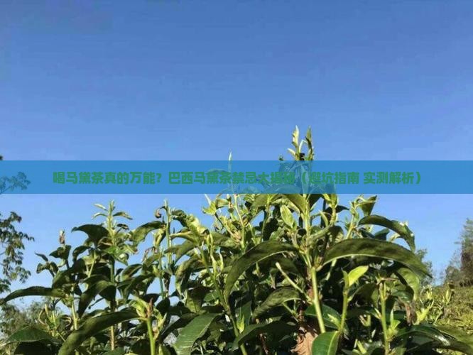 巴西马黛茶喝马黛茶有什么禁忌