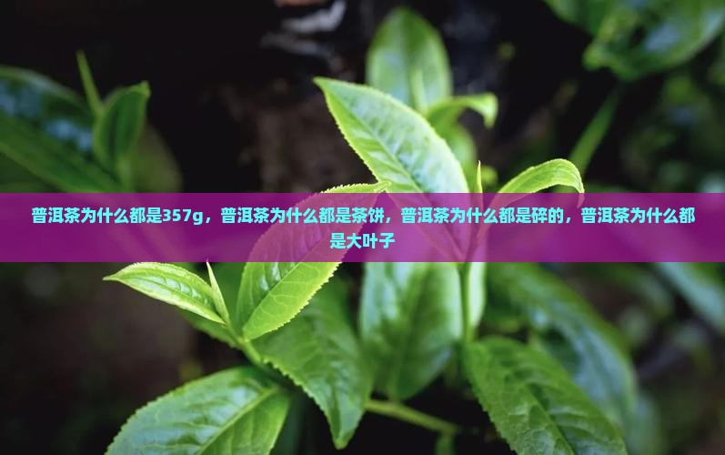 普洱茶为什么都是357g