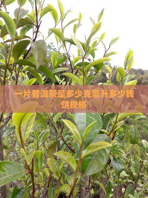 一片普洱茶是多少