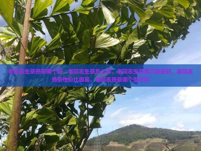老同志生茶熟茶