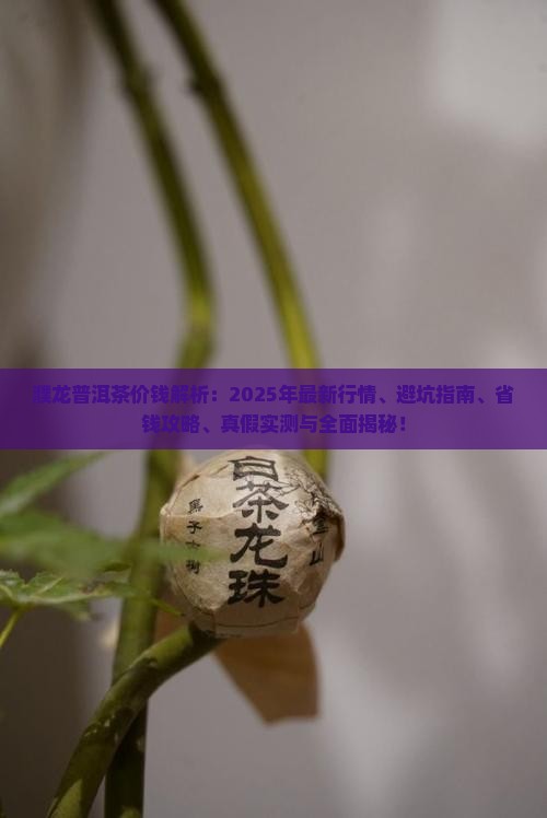 濮龙普洱茶价钱