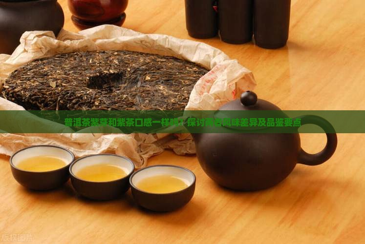 普洱茶紫芽和紫茶口感一样吗