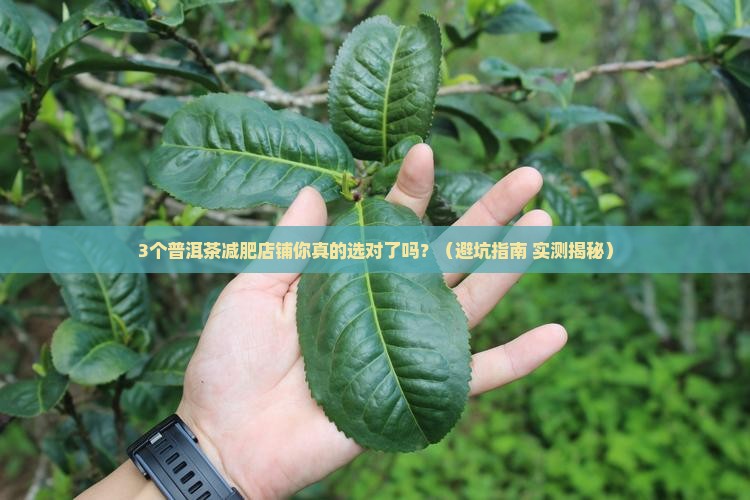 普洱茶减肥推荐店铺有哪些