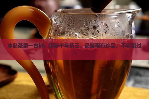 冰岛茶第一古树