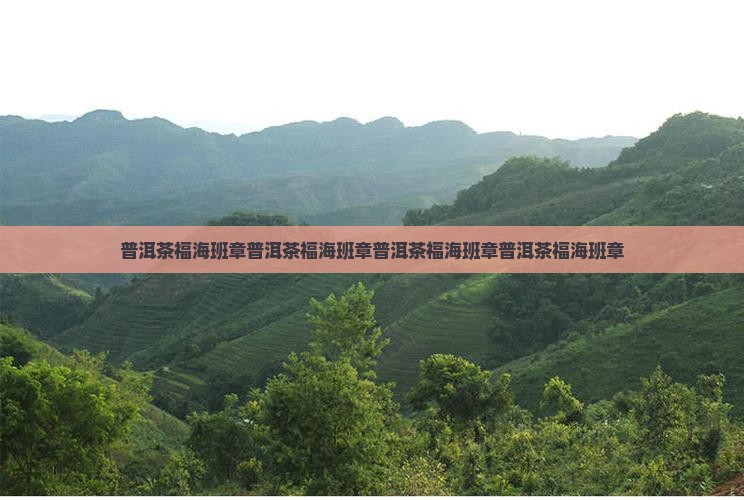 普洱茶福海班章