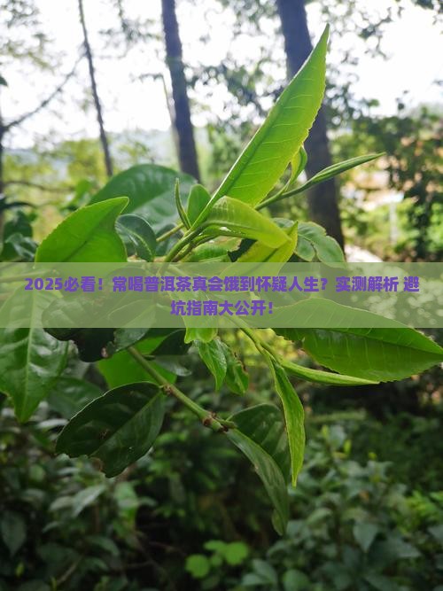 常喝普洱茶容易饿嘛对吗