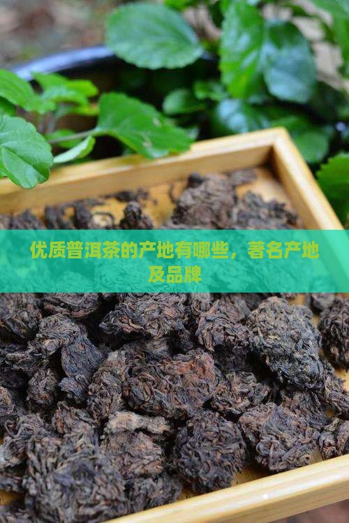 优质普洱茶的产地