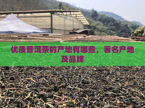 优质普洱茶的产地