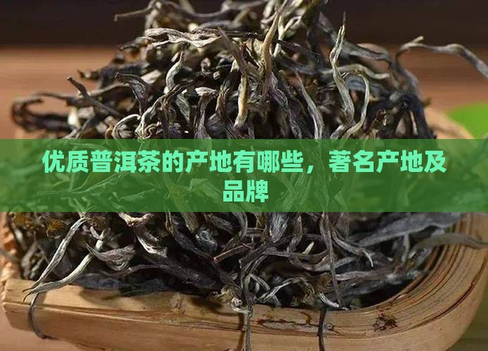 优质普洱茶的产地