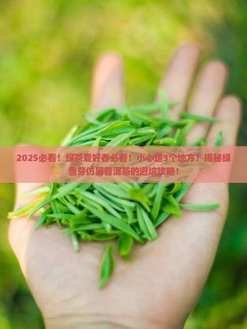 绿雪芽仿冒普洱茶
