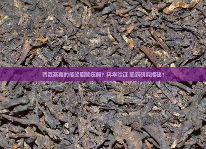 普洱茶降脂降压