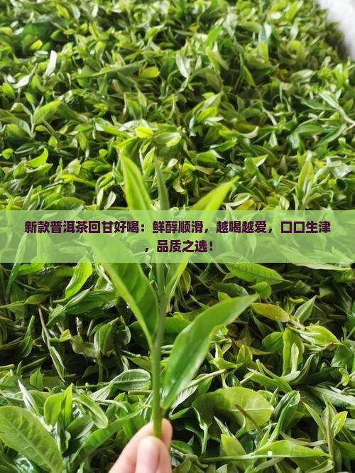 新款普洱茶回甘好喝
